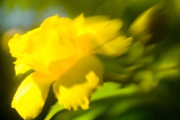 Blurry yellow